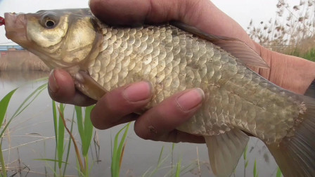 初冬釣鯽魚是釣深還是釣淺_初冬釣鯽魚_初冬釣大鯽魚