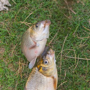 初冬釣鯽魚_初冬野釣鯽魚_初冬釣大鯽魚