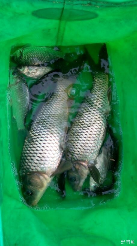 初冬釣大鯽魚_初冬釣鯽魚_初冬野釣鯽魚