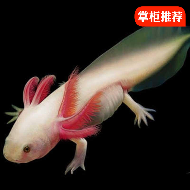 白斑狗魚 壽命是最煩人的2個字，怎么才能“長生不老”？