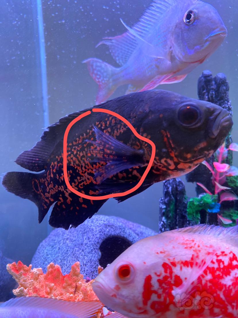 地圖魚疾病圖片說明_地圖魚有病的特征_地圖魚常見病