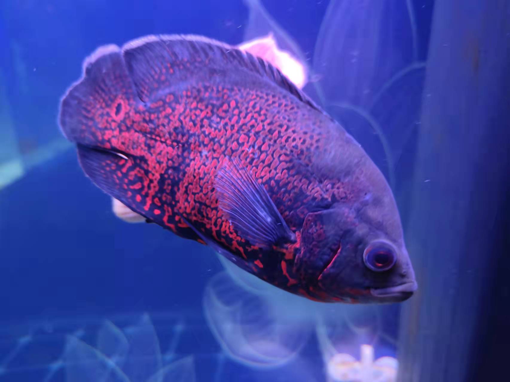 地圖魚疾病圖片說明_地圖魚常見病_地圖魚有病的特征