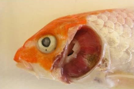地圖魚是麗魚的嗎？怎么吃才好？