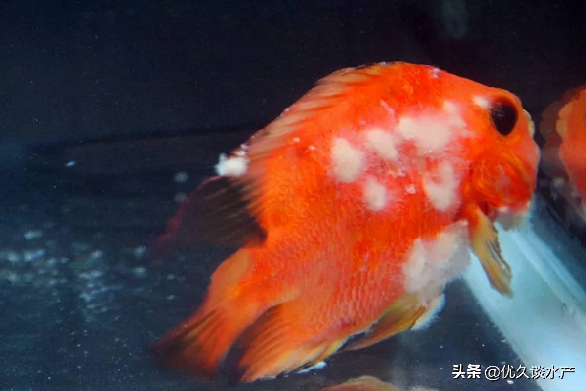 地圖魚的常見病有哪些_地圖魚病有哪些_地圖魚常見病