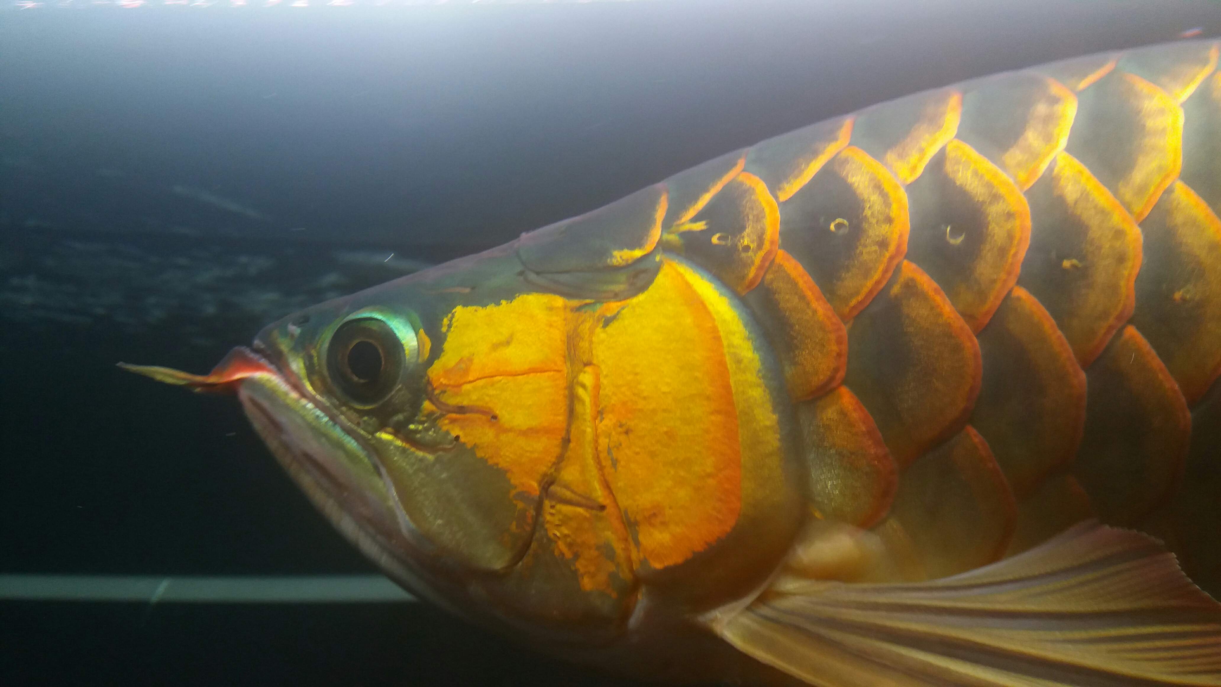 地圖魚病有哪些_地圖魚常見病_地圖魚的常見病有哪些