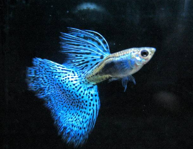 孔雀魚價格_孔雀魚價格_孔雀魚價格