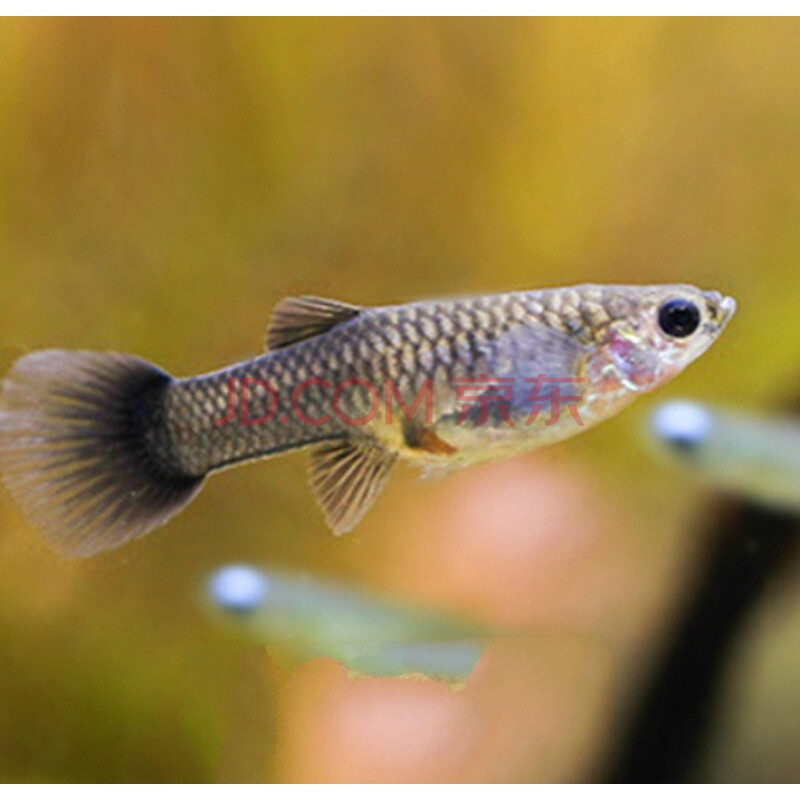 孔雀魚價格_孔雀魚價格_孔雀魚價格