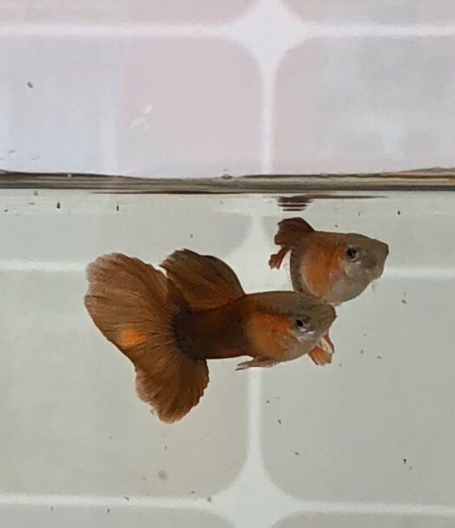 孔雀魚價格_孔雀魚價格_孔雀魚價格