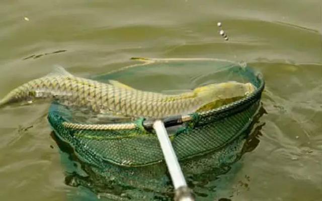 海竿釣法_海竿的釣法教程視頻_海竿釣魚怎么釣法