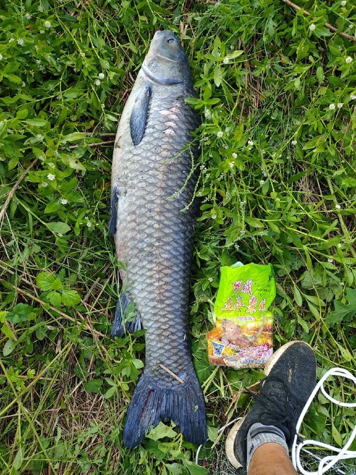 海竿釣魚怎么釣法_海竿的釣法教程視頻_海竿釣法