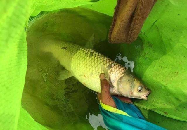 海竿釣魚怎么釣法_海竿釣法_海竿的釣法教程視頻