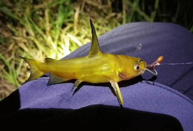 黃顙子魚苗_黃顙口到蘄州鎮_黃顙魚