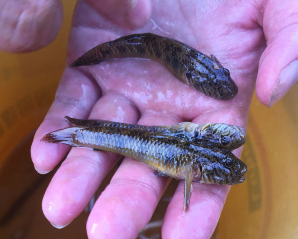 在中國其實不算特別流行的一種淡水魚！