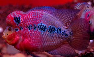 雜交黃顙魚苗_黃顙魚_四川黃顙魚苗