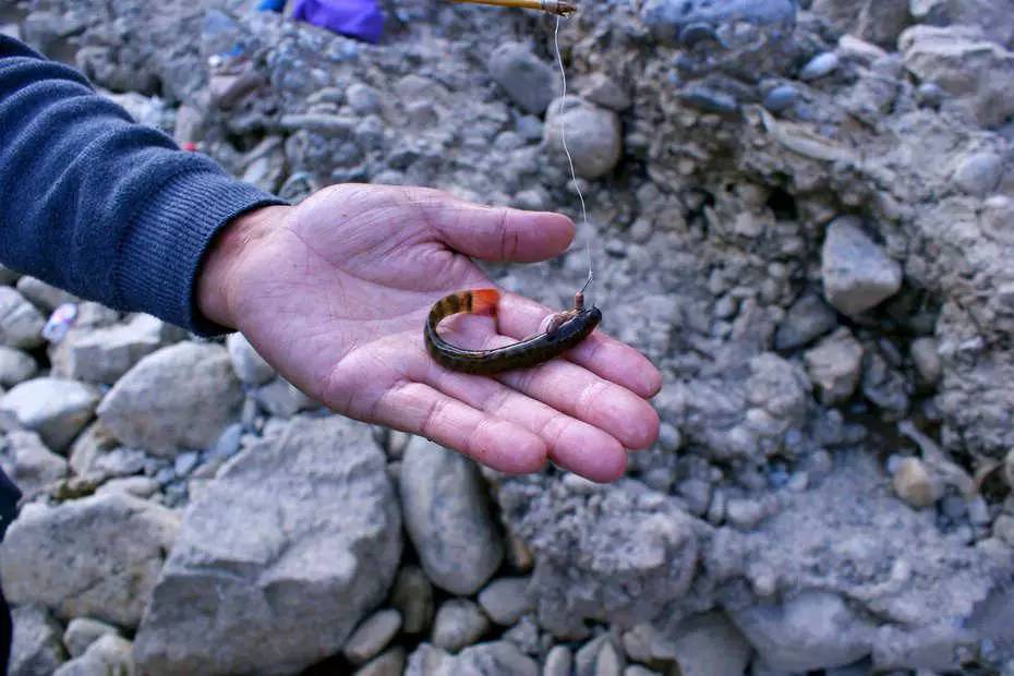 海竿釣魚法_海竿釣法_海竿釣法入門教程視頻