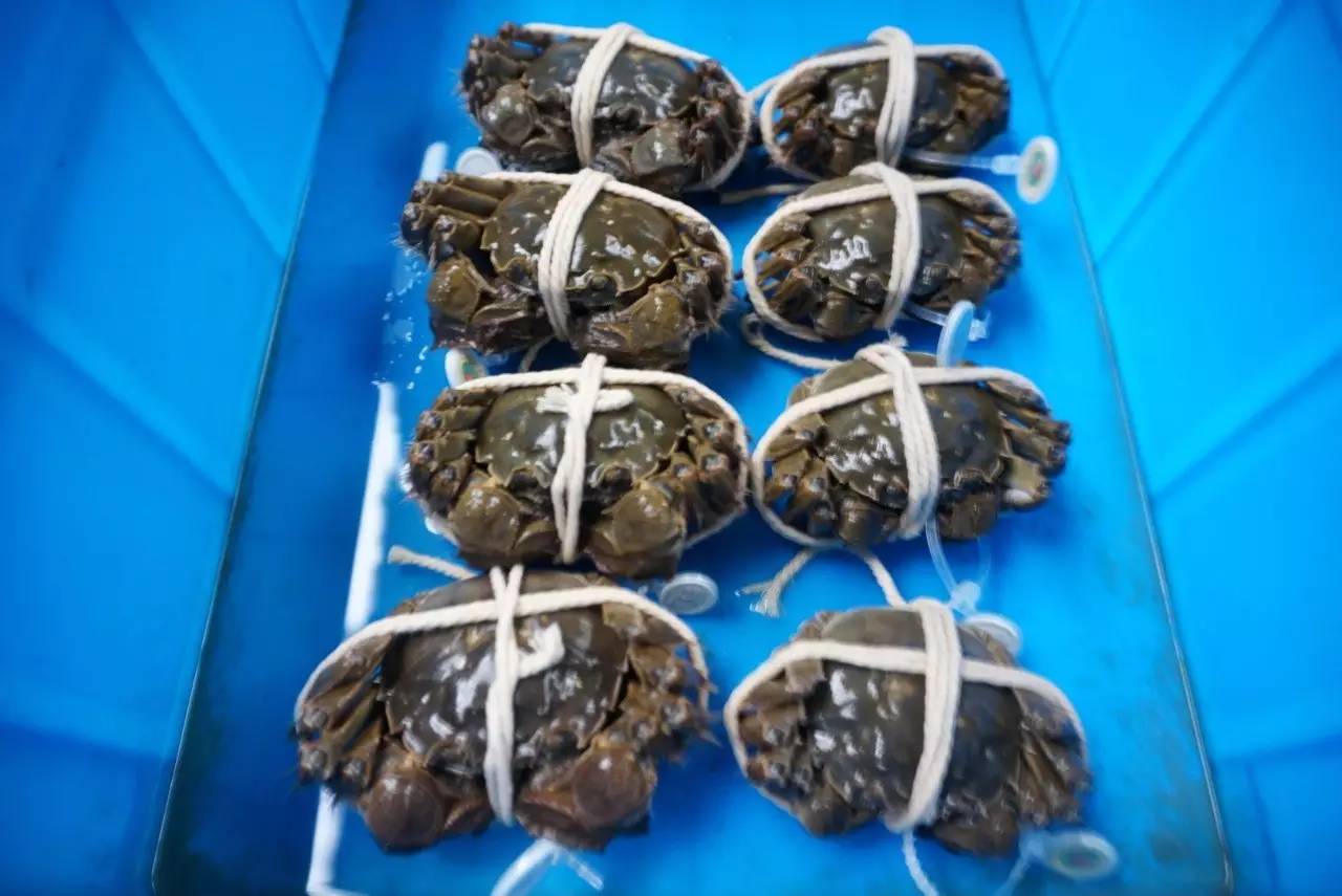 螃蟹食物吃什么_螃蟹食物_螃蟹吃什么食物
