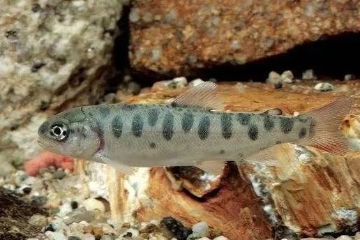 大馬魚做法_大馬魚怎做好吃_大馬哈魚