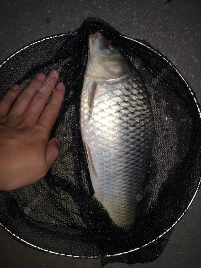 房山星期六農場小聚垂釣兩小時草魚一尾切線兩幅
