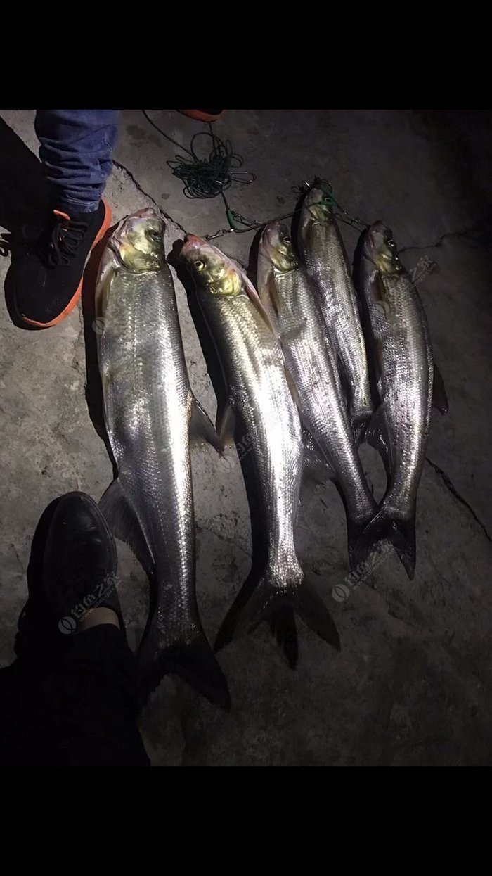 小時草魚_草魚小時候圖片_草魚小時候