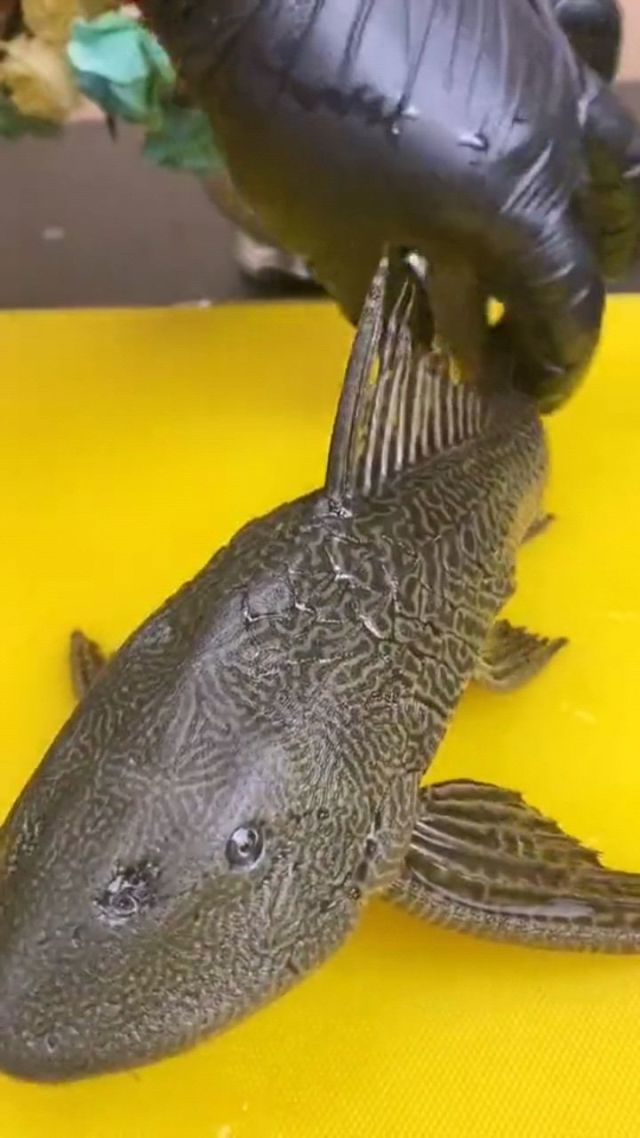 魚吃清道夫卡住了_魚吃清道夫是不是餓的_清道夫魚為什么不能吃