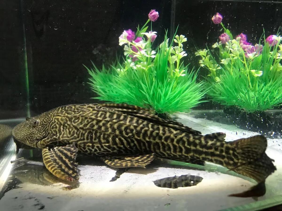 魚吃清道夫是不是餓的_魚吃清道夫嗎_清道夫魚為什么不能吃
