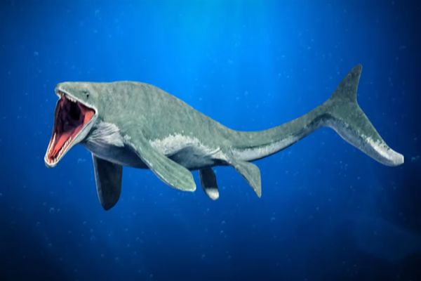 金鯧魚 《奧比島手游》魚類圖鑒匯總變態版手游盒子>>