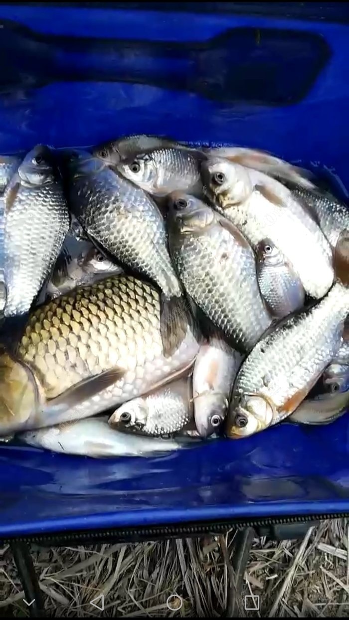 金鯧魚家常做法_金鯧魚_金鯧魚是淡水魚還是海水魚