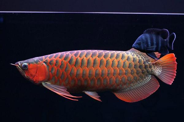 金鯧魚 空氣能熱泵魚干烘干機代替傳統曬干或柴火烘干方法
