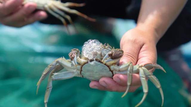 螃蟹陽澄湖大閘蟹價格_2021陽澄湖大閘蟹價格_陽澄湖大閘蟹價格