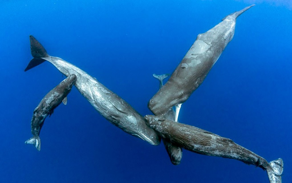 哪種動物生活在海里是真正的魚