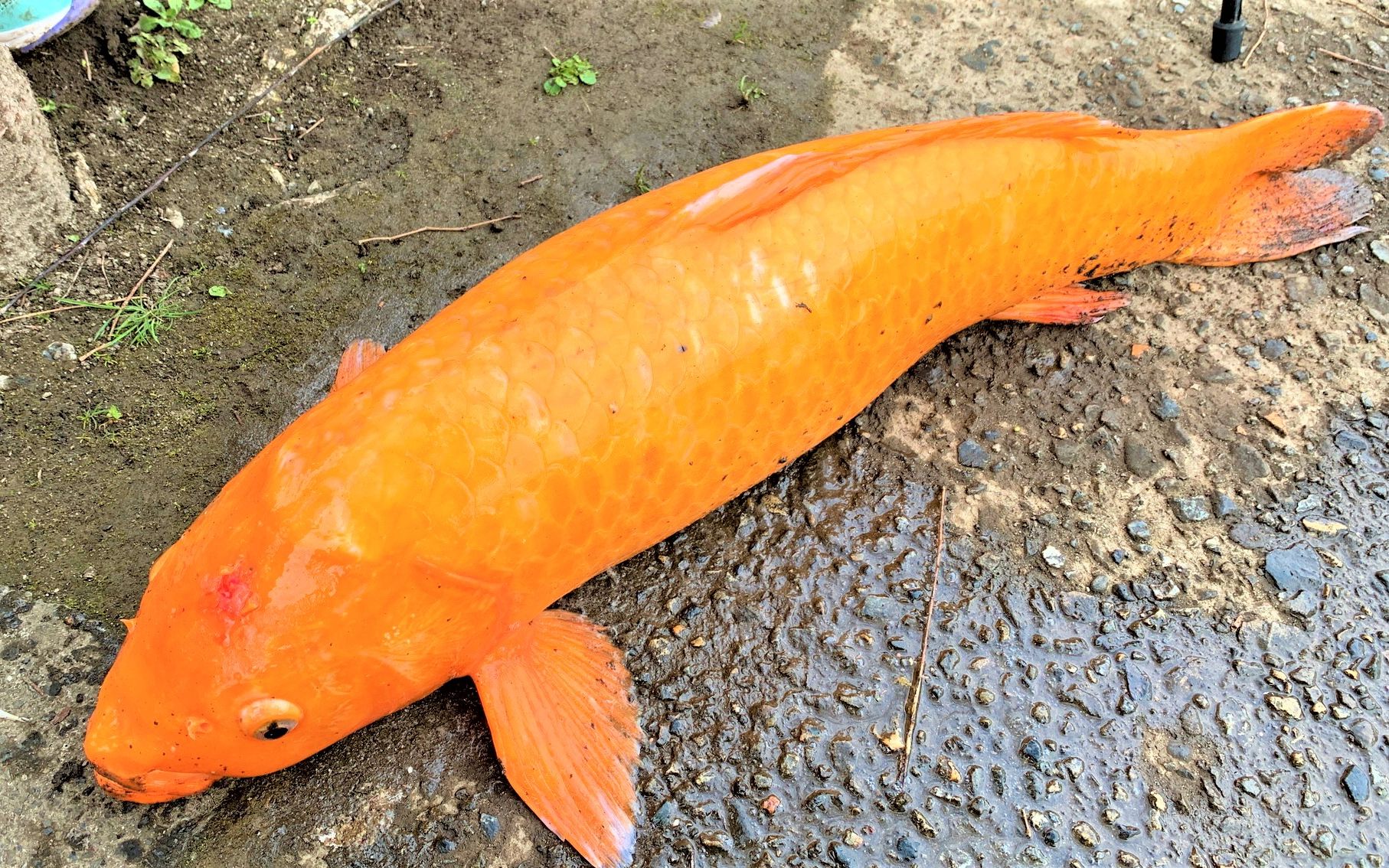 釣魚模擬游戲推薦_模擬釣魚游戲_釣魚模擬游戲有哪些