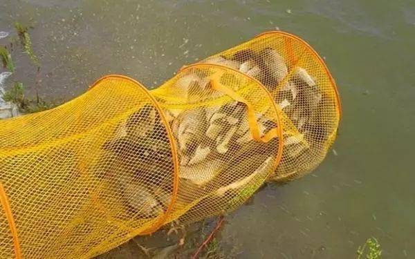 如何分辨野生鯽魚和養殖鯽魚？看完你就知道了