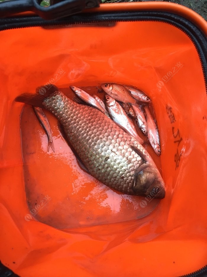 野生鯽魚和養殖鯽魚的區別_野生鯽魚_野生鯽魚和養殖鯽魚的區別圖片