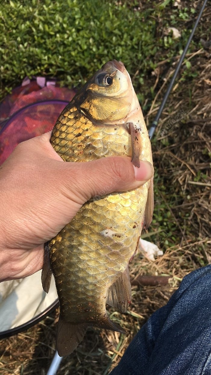 釣魚早春技巧知識點_早春釣魚_早春釣魚技巧全知識