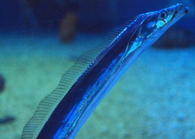 巨型帶魚的特點_巨型帶魚真實視頻_巨型皇帶魚