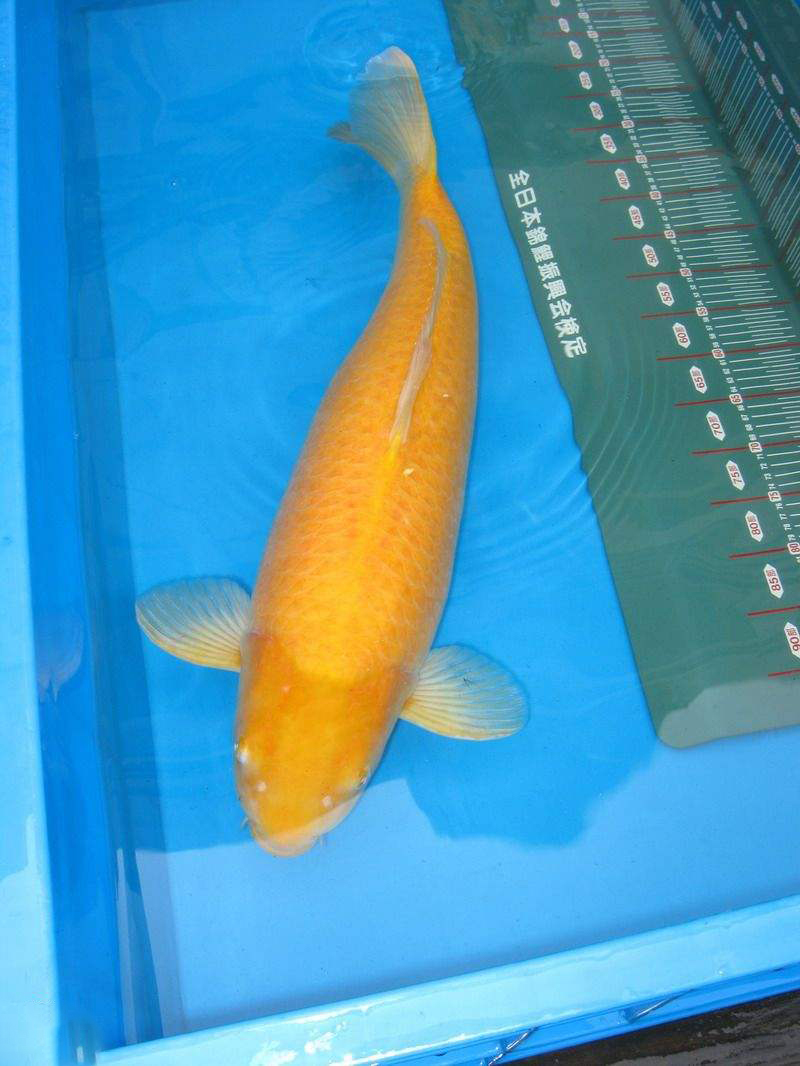 魚類生活的環境_魚類的生存環境有哪些_嘎魚生活在什么環境中