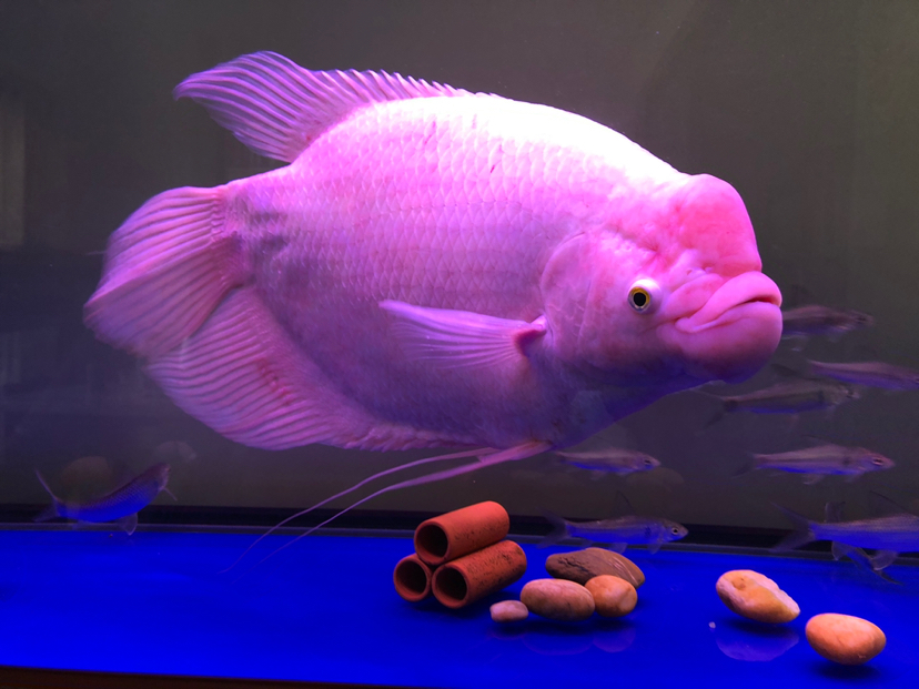 三湖慈鯛_三湖慈鯛可以和什么魚混養_三湖慈鯛魚好養嗎
