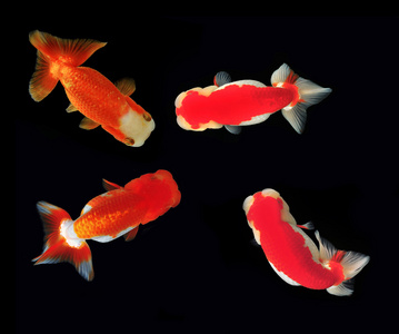 鶴頂紅金魚 觀賞金魚的問題有哪些？不解決可養不好！