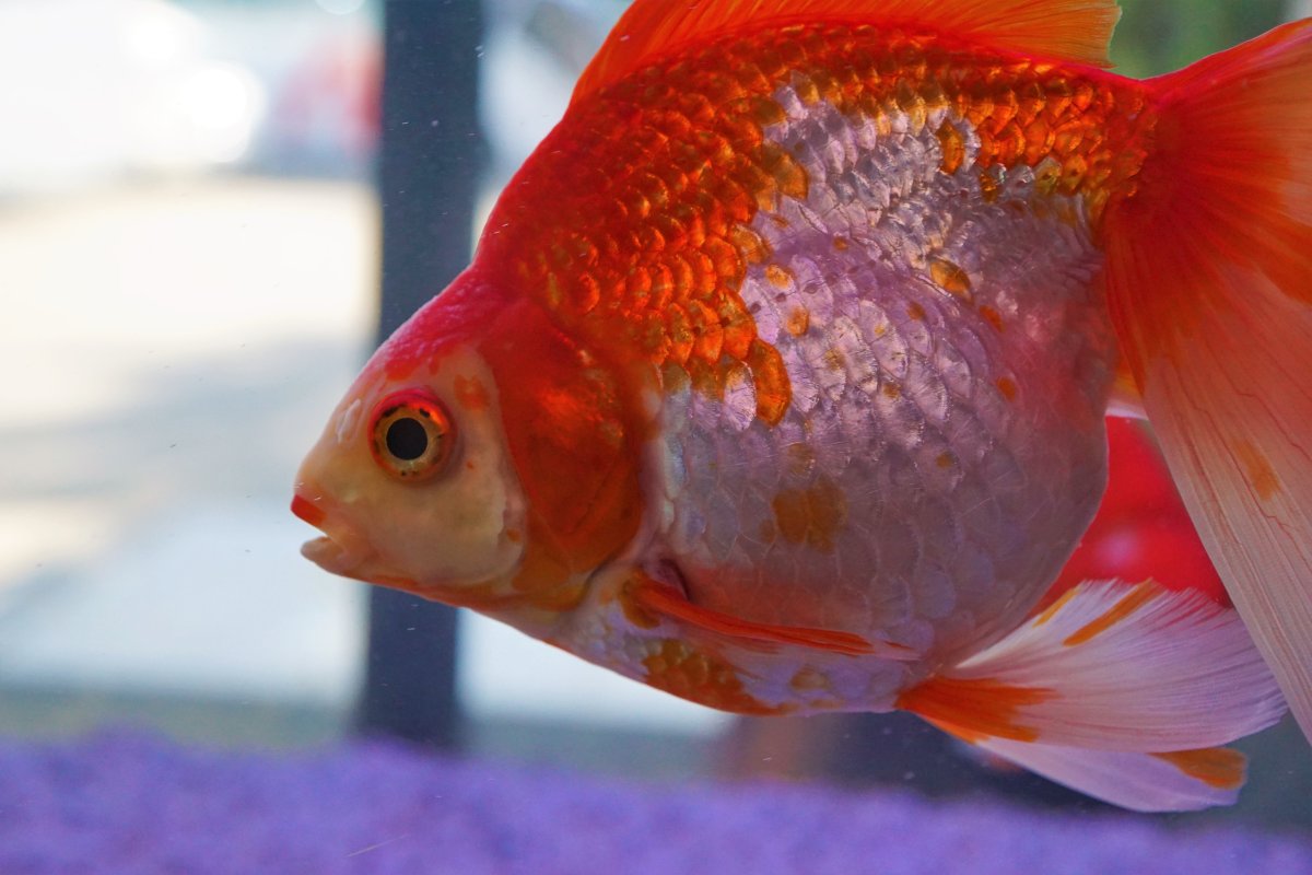金魚鶴頂紅能長多大_鶴頂紅金魚_金魚鶴頂紅可以和魚混養嗎