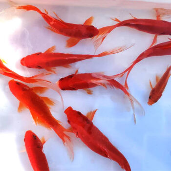 金魚鶴頂紅能長多大_金魚鶴頂紅可以和魚混養嗎_鶴頂紅金魚