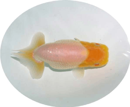 鶴頂紅金魚“鴻運當頭”的寓意金魚