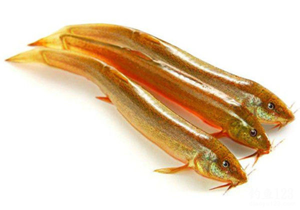 釣黑魚的最佳時間_釣黑魚最好的時間_釣黑魚最佳季節是什么時間