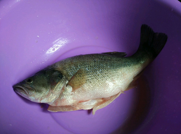 淡水鱸魚_淡水鱸魚多少錢一斤_淡水鱸魚為何要少吃