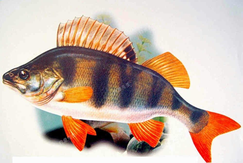 金秋九月，正是吃魚鮮的好時候，河鱸和海鱸間的差別以及區分方法