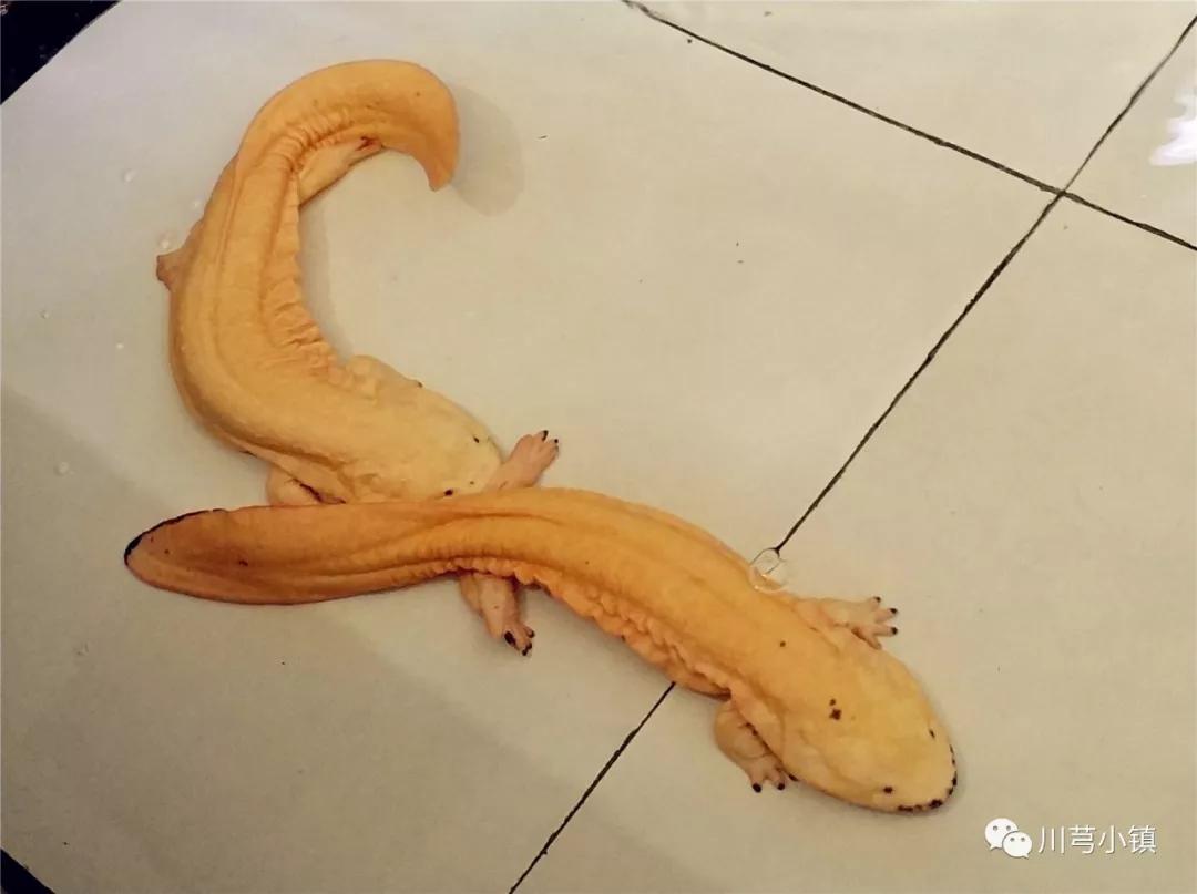 養娃娃魚為什么不吉利_養娃娃魚的寓意和象征_娃娃魚怎么養
