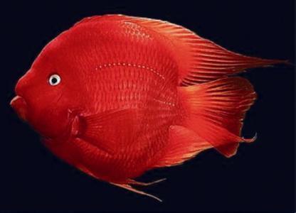 常見病鸚鵡魚有哪些_常見病鸚鵡魚能活多久_鸚鵡魚常見病