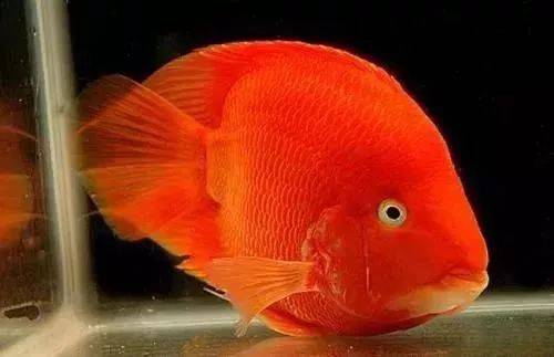常見病鸚鵡魚有哪些_常見病鸚鵡魚能活多久_鸚鵡魚常見病
