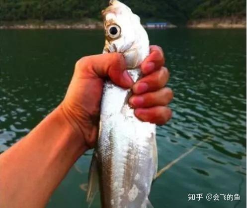 用餌料釣草魚怎么調漂_釣草魚餌料的配方大全_釣草魚餌料