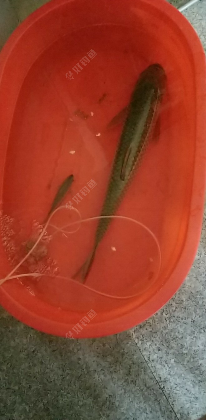 釣草魚餌料_釣草魚餌料的配方大全_用餌料釣草魚怎么調漂
