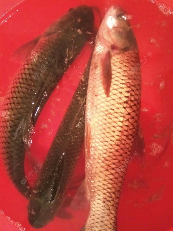 釣草魚餌料_釣草魚餌料的配方大全_用餌料釣草魚怎么調漂